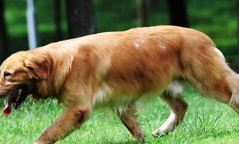 金毛犬可以活多久