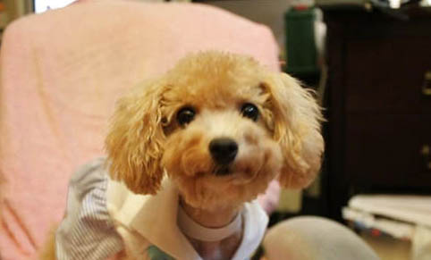 貴賓犬多少錢一只