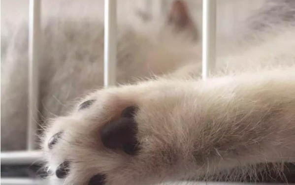 小貓長不大是有病么