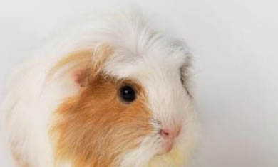 荷蘭豬要死了急救方法