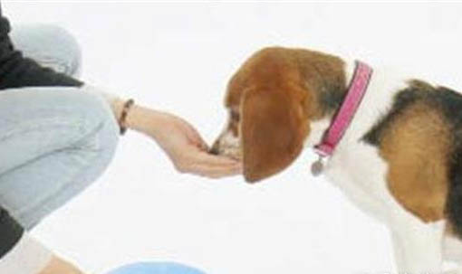 狗狗可以吃玉米?