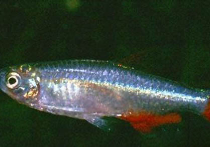 大孔雀魚會吃小孔雀魚嗎