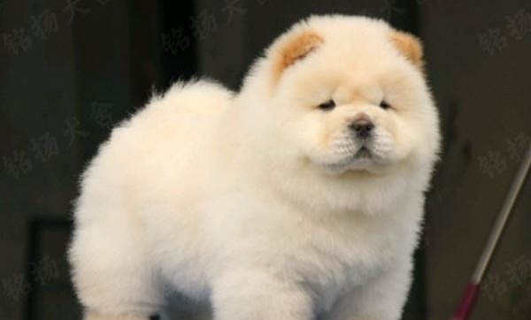 熊獅犬和松獅犬哪個好