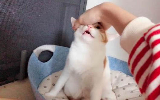 新生小貓肚子很鼓的原因