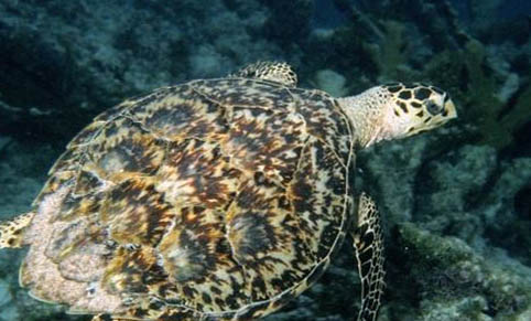 寵物龜可以不冬眠嗎啊