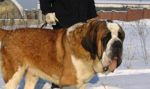 純種圣伯納犬的特點(diǎn)
