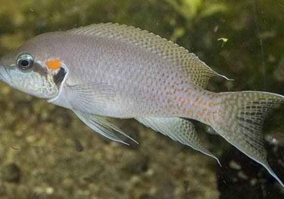 魚得了腸炎會自愈嗎