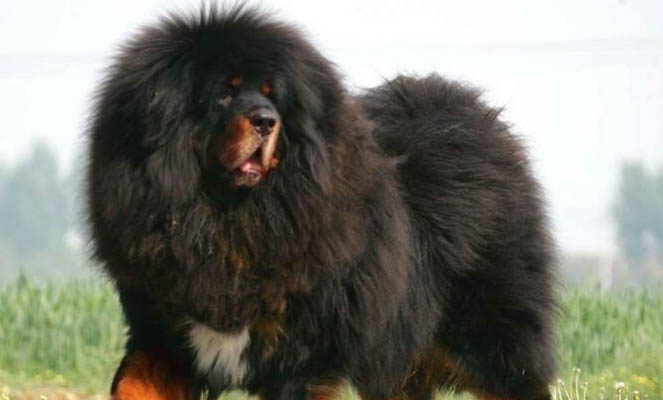 附近有賣藏獒的嗎