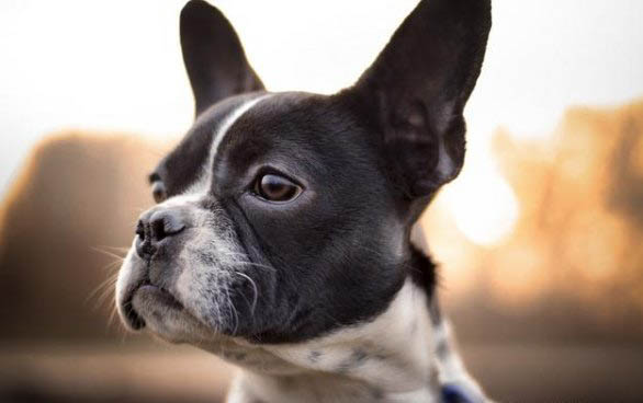 法牛犬好養(yǎng)嗎?