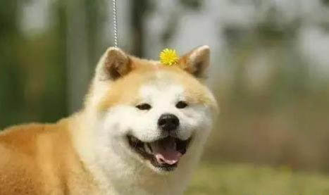 狗狗打狂犬疫苗多少錢