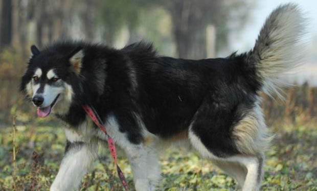 阿拉斯加雪橇犬瘦了要吃什么才能長胖