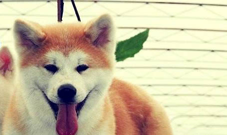 狗狗安樂死的藥在哪里買?