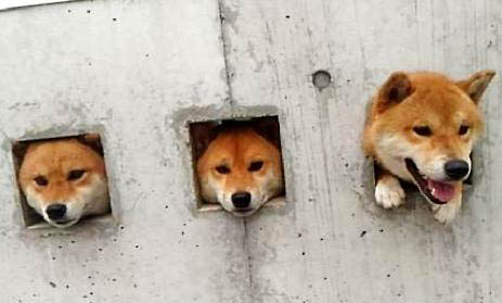 柴犬哪里有賣的