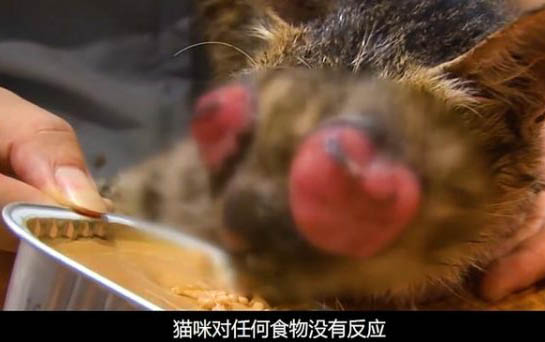 貓咪吃了根線咋辦