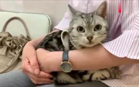 大貓腿骨折了怎么處理？