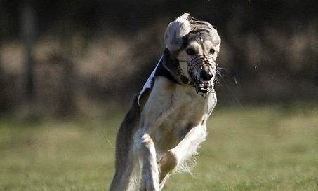 新斯科舍獵鴨尋獵犬流眼淚眼屎多是什么原因