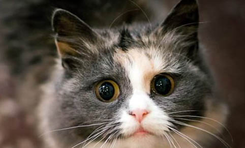 挪威森林貓打噴嚏流黃鼻涕的原因及處理方法