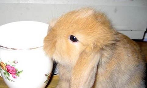 寵物兔子品種及價格