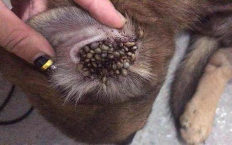 狗狗便秘的癥狀有哪些