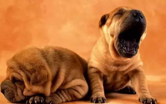 巴吉度犬老掉毛原因及處理方法