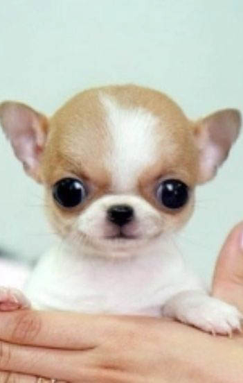 吉娃娃得犬瘟能活多久