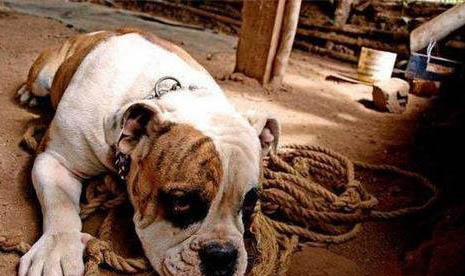 如何糾正狗狗對其他犬兇