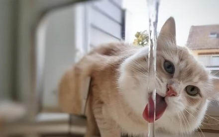 小貓脫水死前的征兆