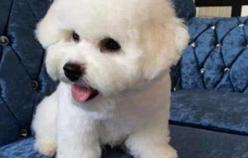 狗流產(chǎn)了怎么治療?