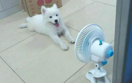 狗狗不去寵物醫(yī)院怎么辦