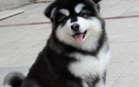 阿拉斯加犬喜歡什么玩具
