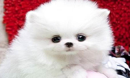 養(yǎng)博美犬狗第一天應該注意什么?