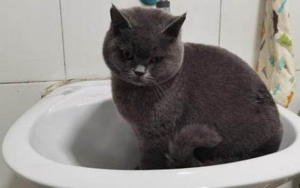 怎么幫助胖貓減肥