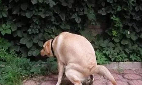 狗狗能喝酒么