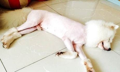 狗感冒會測試出犬瘟嗎