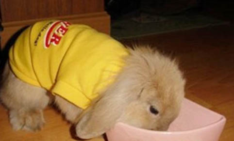 寵物兔飼養的注意事項