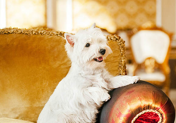 西高地白梗犬口臭的原因及處理方法