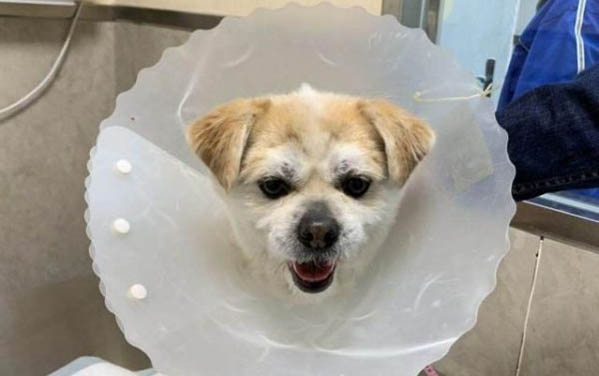 狗狗健康的表現