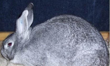 如何挑選金吉拉