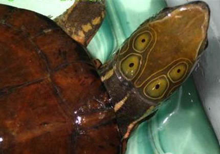 水龜怎么冬眠？