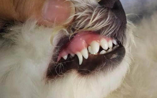 狗狗腿上長(zhǎng)了個(gè)肉疙瘩