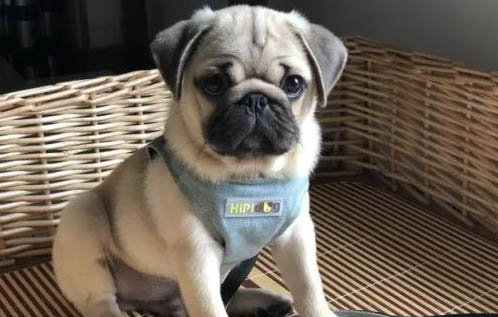 哪里有賣黑色巴哥犬