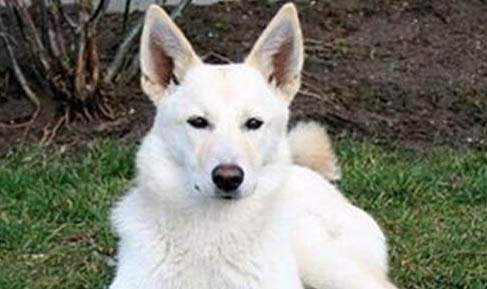 卡南犬鼻子出血的原因及處理方法