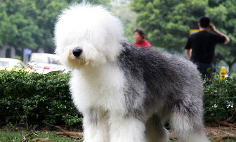 蘇格蘭牧羊犬吐白色粘稠液體的原因及處理方法