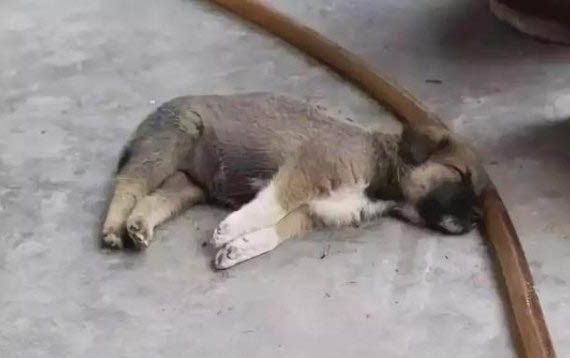 狗狗不吃東西還嘔吐沒精神怎么辦？