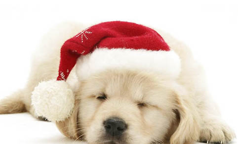 如何改善狗狗淚痕?