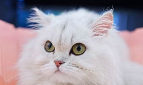 金吉拉掉毛嚴(yán)重嗎