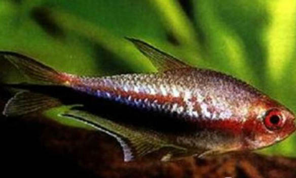 海魚都有什么魚