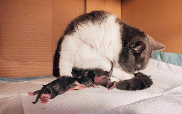 小貓從出生到發育成熟需要多久