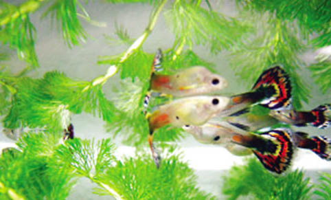 孔雀魚的繁殖方式