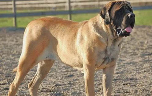 比利牛斯獒犬一般多少錢